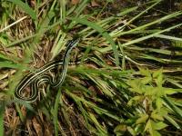 Ribbon Snake