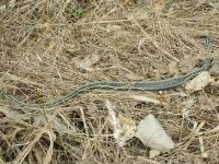 Ribbon Snake at rest after a meal in January