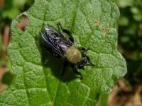 Robber Fly