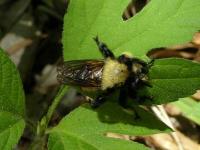 Robber Fly