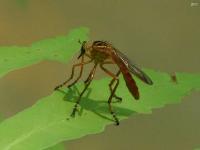 Robber Fly