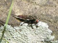 Robber Fly