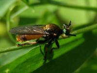 Robber Fly