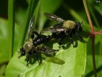 Robber Fly Mating