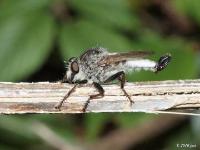 Robber Fly