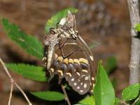 Robber Fly Feeding