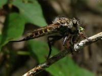 Robber Fly Feeding