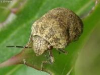 Shield-backed Bug