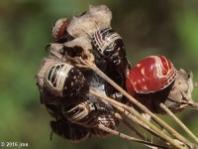 Shield-backed Bug Nymph