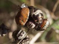 Shield-backed Bug Nymph