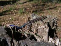 Five-lined Skink