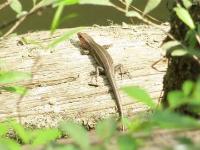 Older Five-lined Skink