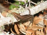 Five-lined Skink