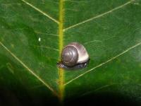 Snail