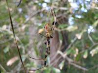 Golden Silk Orbweaver Spider