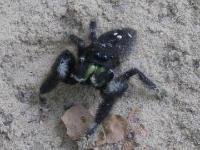 Jumping Spider