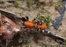 Antmimic Spider(Castianeira amoena)