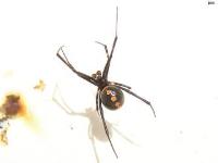 Southern Black Widow Spider