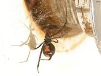 Southern Black Widow Spider