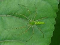 Green Lynx Spider