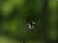 Dewdrop Spider