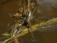 Sixspotted Fishing Spider