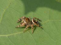 Jumping Spider