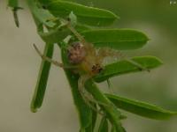 Arabesque Orbweaver Spider