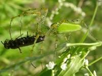 Green Lynx Spider