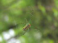 Orchard Orbweaver Spider