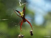 Arrowshaped Micrathena Spider