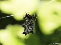 Spined Micrathena Spider