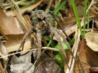 Wolf Spider