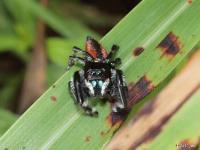 Jumping Spider