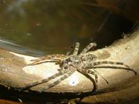 Fishing Spider