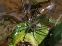 Fishing Spider