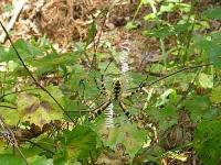 Yellow Garden Spider