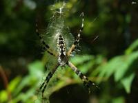 Yellow Garden Spider