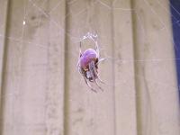 Uknown Orbweaver Spider