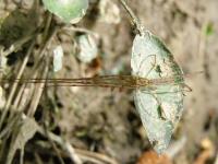 Longjawed Orbweaver Spider