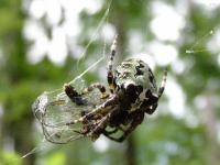 Giant Lichen Orbweaver Spider