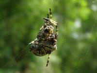 Giant Lichen Orbweaver Spider