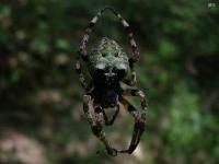 Giant Lichen Orbweaver Spider