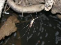 Longjawed Orbweaver Spider