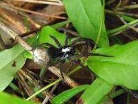 Wolf Spider w/ Egg Sac