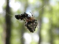 Arrowhead Spider