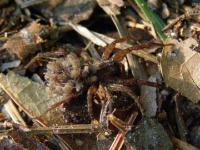 Wolf Spider w/ Little Ones