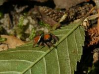 Jumping Spider