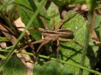 Rabid Wolf Spider