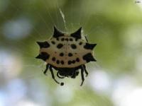 Spinybacked Orbweaver Spider